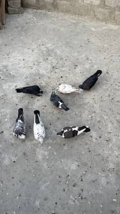 Mix pigeon for sale