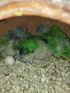 Little Parrots Chicks