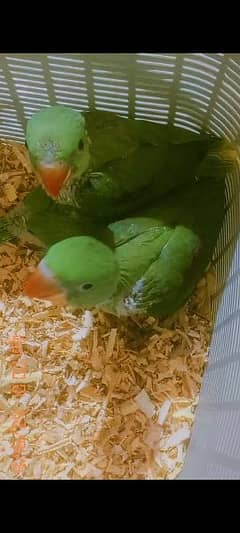 Kashmiri Raw + Green Ringneck Chick. s For Sale 0