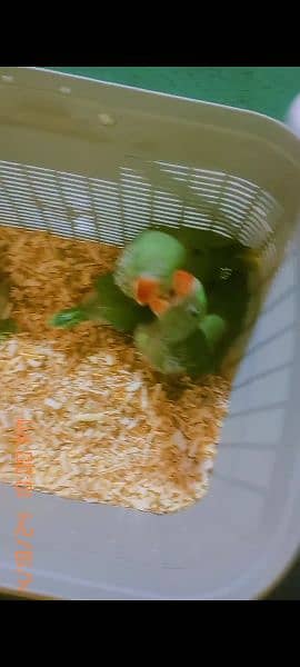 Kashmiri Raw + Green Ringneck Chick. s For Sale 1