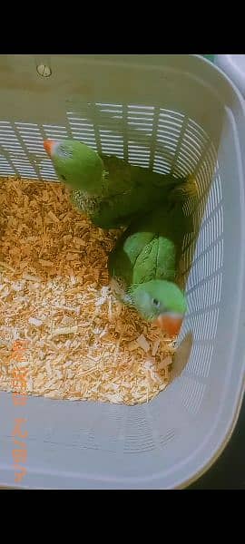 Kashmiri Raw + Green Ringneck Chick. s For Sale 2