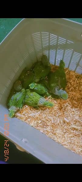 Kashmiri Raw + Green Ringneck Chick. s For Sale 3