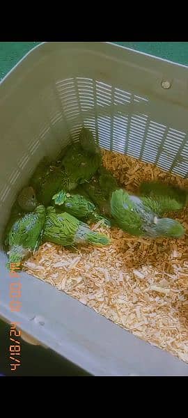 Kashmiri Raw + Green Ringneck Chick. s For Sale 5