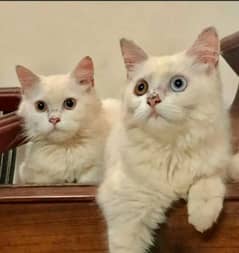White Persian cats pair for sale