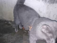 gray Persian cat 03112709125