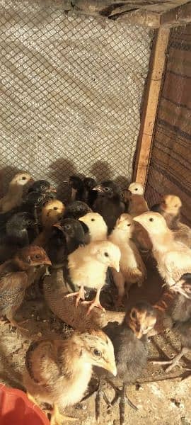 pure Aseel thaye chicks available healthy active 5