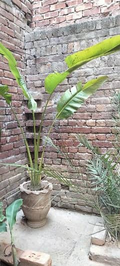 banana palm tree 0