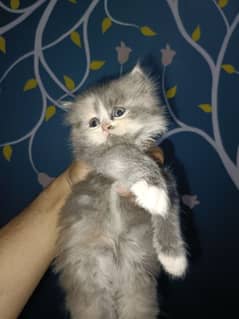 semi punched  persian triple coated kittens for sale