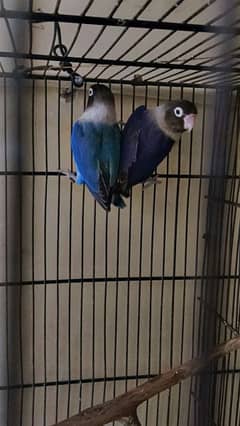 blue mask male violet pasanta female breedar pair ha eggs lay kia ha