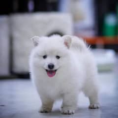 japanese spitz age 2 months vaccinated healthy