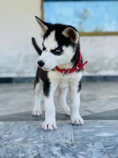 Heritage Breed For Siberian Huskies For Sale