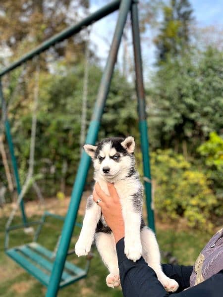 Heritage Breed For Siberian Huskies For Sale 2