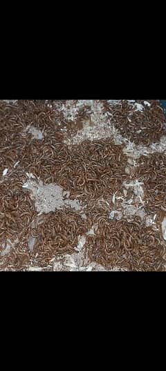 live Mealworms  Rs 3/piece