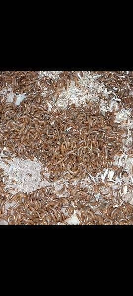 live Mealworms  Rs 3/piece 1