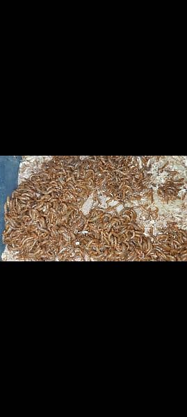 live Mealworms  Rs 3/piece 2