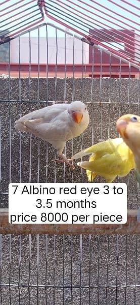 Decino, Albino red eye parblue pastelino 2