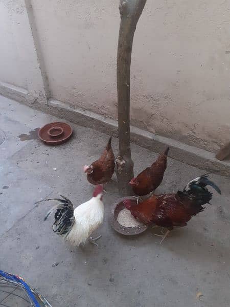3 pairs of hens for sale. 2