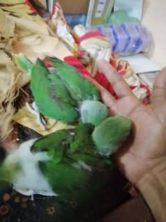 Raw
Pahari
Alexanderine chicks parrots