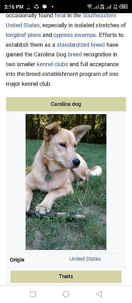 Carolina dog 0