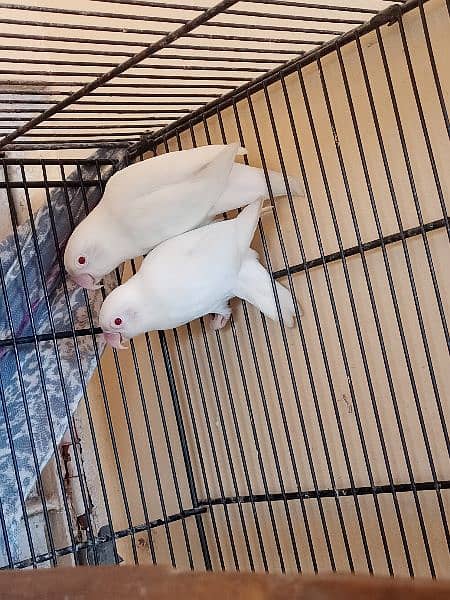 albino red eyes breeder pair available for sale 1