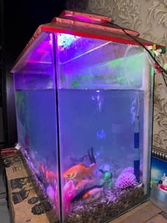 fish acqurium for sale with all 10 fishes