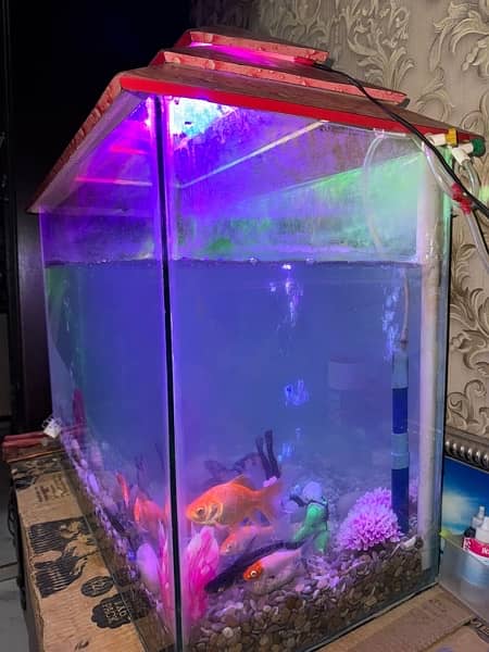fish acqurium for sale with all 10 fishes 3