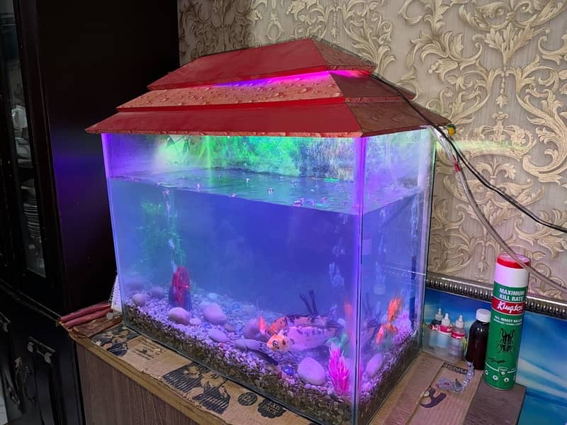 fish acqurium for sale with all 10 fishes 0