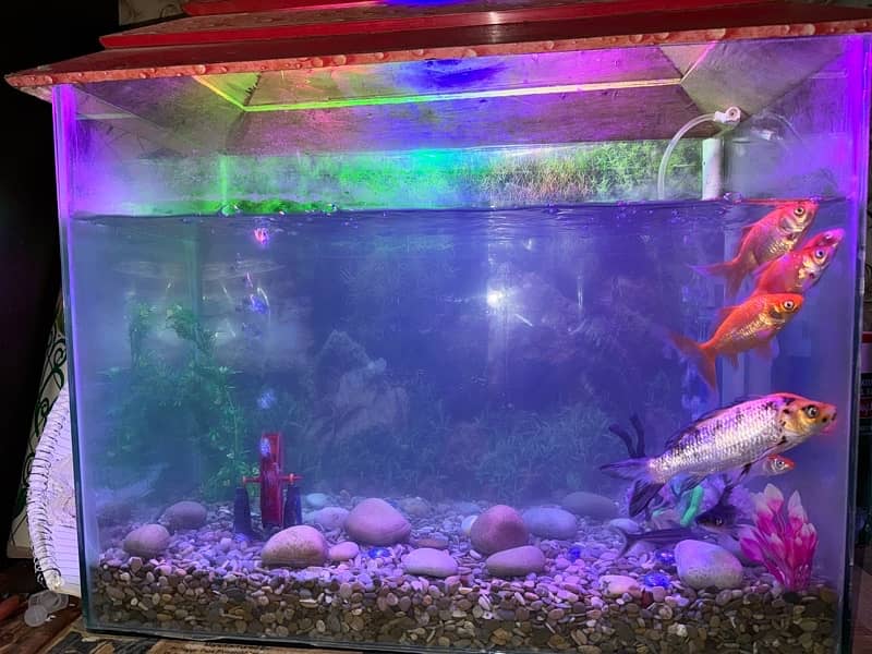 fish acqurium for sale with all 10 fishes 2
