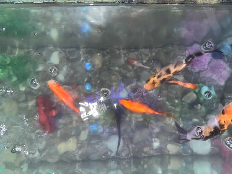 fish acqurium for sale with all 10 fishes 4