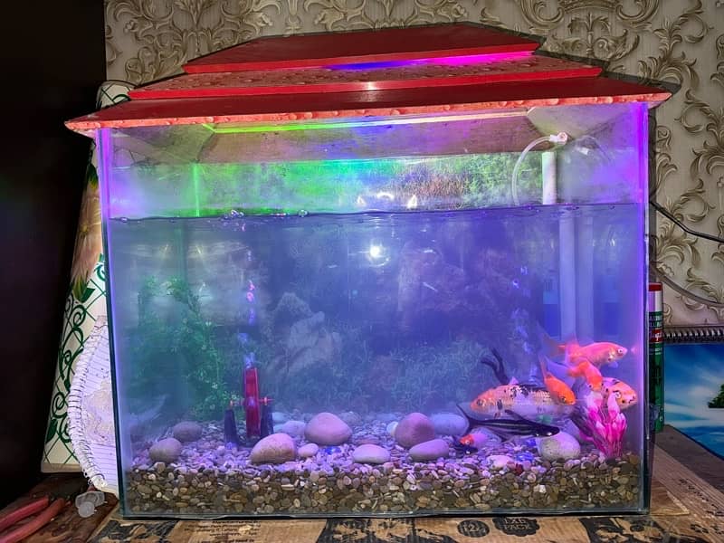 fish acqurium for sale with all 10 fishes 5