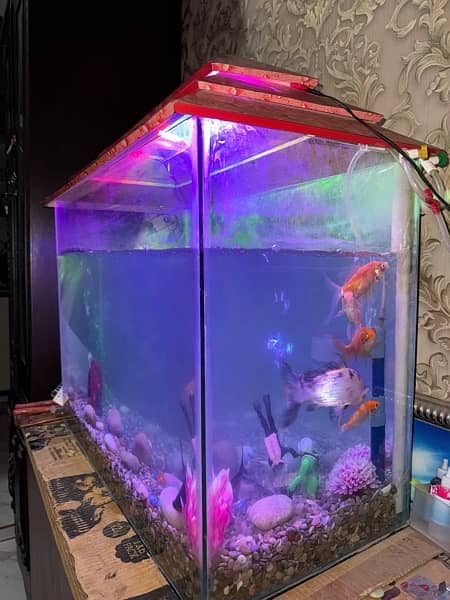 fish acqurium for sale with all 10 fishes 6