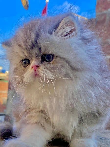 persian peke kitten available now 03104479848 1