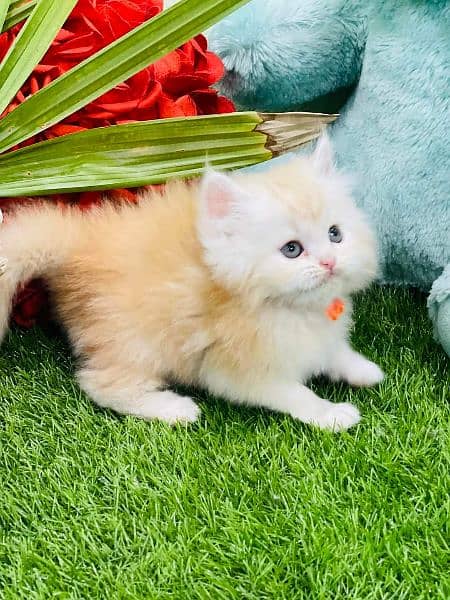 odd eyes White persian kitten triple long coat|punch face| Persian cat 7