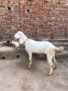 rajanpuri Gulabi Goat 2.5 month pregnant for sale 0