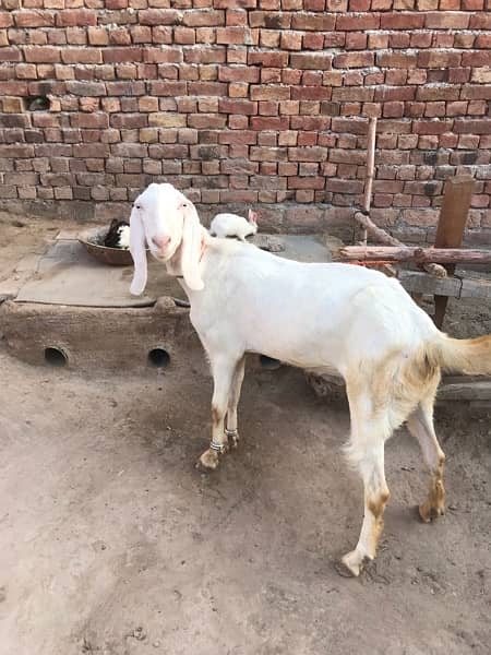 rajanpuri Gulabi Goat 2.5 month pregnant for sale 1
