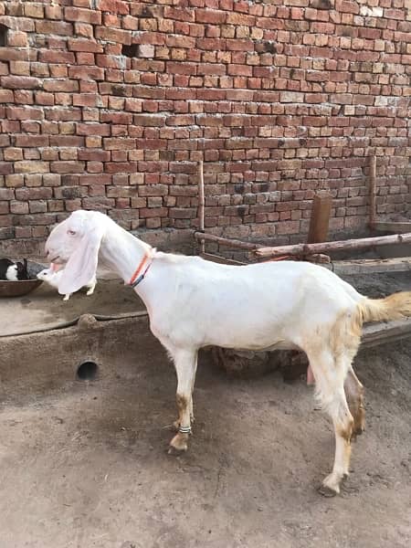 rajanpuri Gulabi Goat 2.5 month pregnant for sale 2