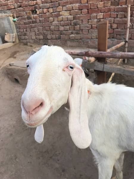 rajanpuri Gulabi Goat 2.5 month pregnant for sale 3