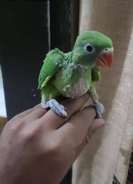 green ringneck baby home breed active and healthy. 1