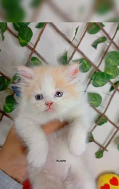 bicolor persian cat triple long coated| semi punch face| kittens babes 0