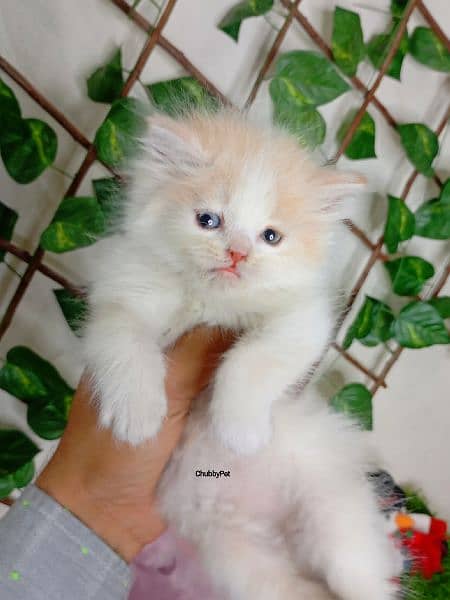 bicolor persian cat triple long coated| semi punch face| kittens babes 2