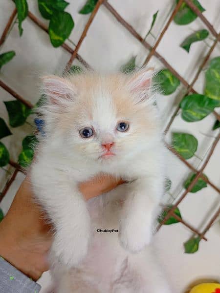 bicolor persian cat triple long coated| semi punch face| kittens babes 3