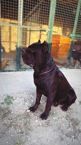 Cane Corso Pair imported with papers 1.5 years 2