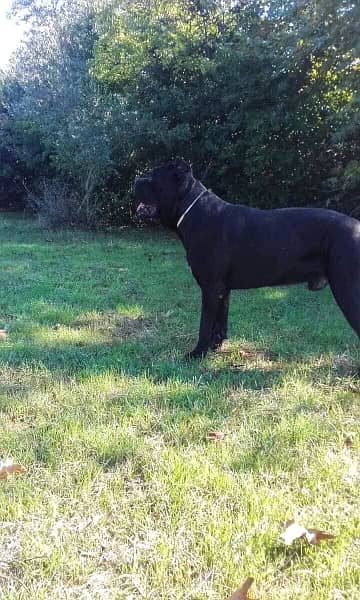 Cane Corso Pair imported with papers 1.5 years 1