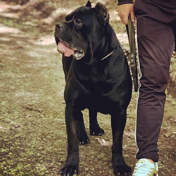 Cane Corso Pair imported with papers 1.5 years 3