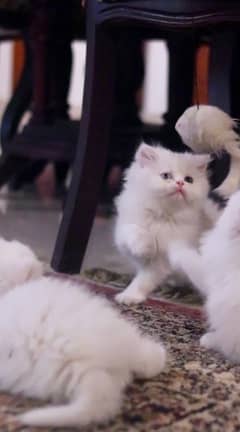 beautiful trained semi punched white female persian kitten cat 2 month