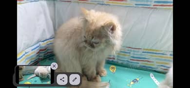 persian kittens for sale 0