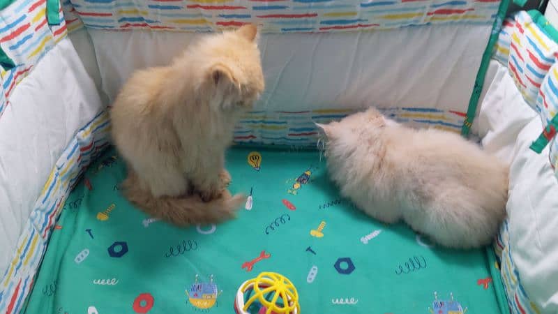 persian kittens for sale 4