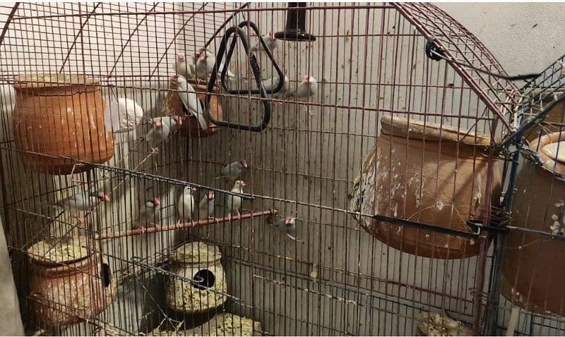 Jawa Finches for sale 1