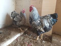 Silver Laced Wyandotte Pair