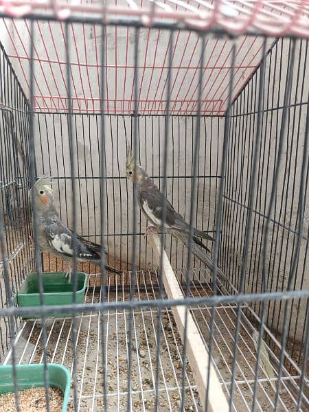 All Birds for sale 2